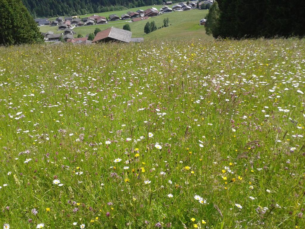 Studio Schwarzenauer Daire Alpbach Dış mekan fotoğraf